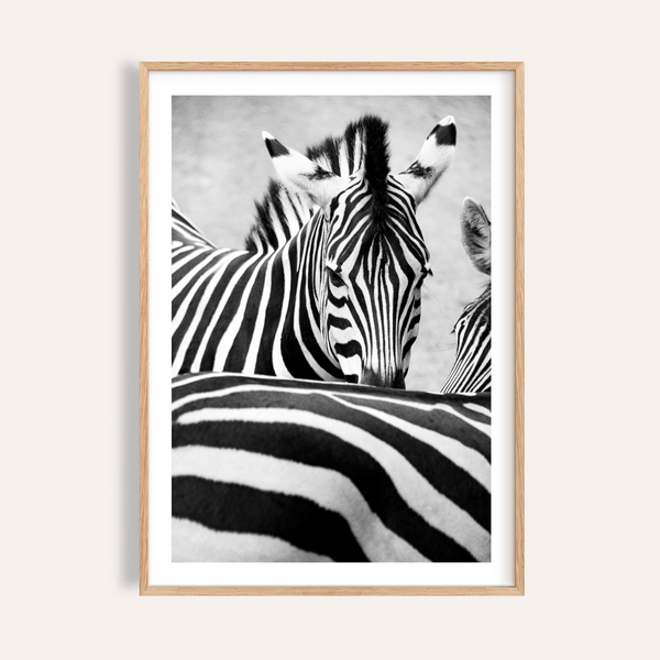 Front-facing zebra wall art print with striped muzzle and mane detail