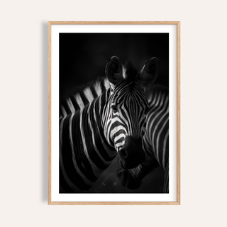 Centered zebra portrait wall art poster in black and white tones
