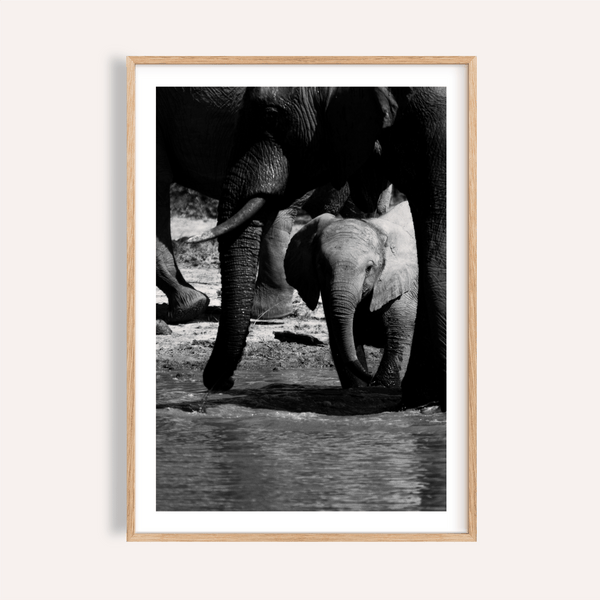 Centered view of elephant family poster in black-and-white photography