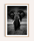 Black and White Elephant Print featuring head-on elephant with tusks and tall grass