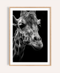 Giraffe Photography Poster showing close-up giraffe portrait in black and white