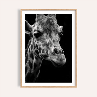 Giraffe Photography Poster showing close-up giraffe portrait in black and white