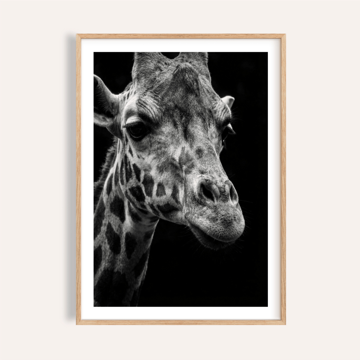 Giraffe Photography Poster showing close-up giraffe portrait in black and white