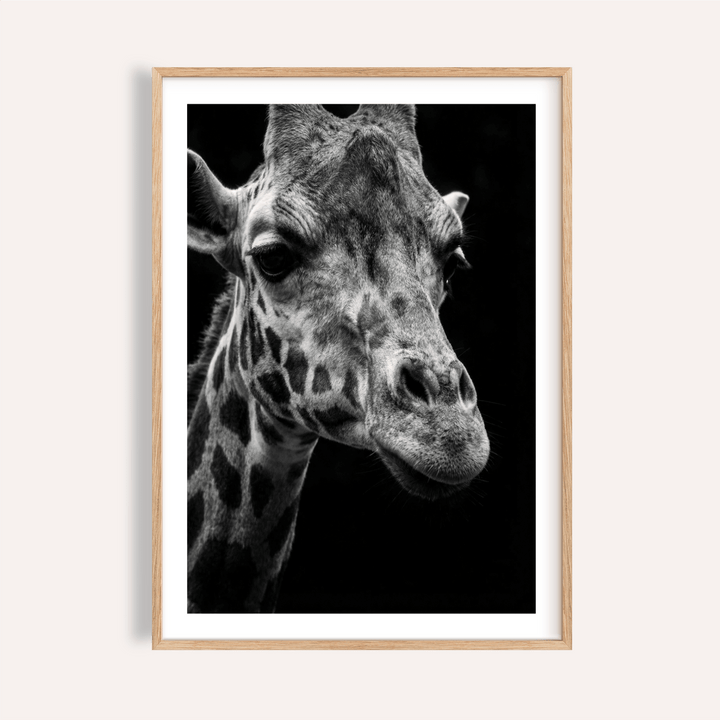 Giraffe Photography Poster showing close-up giraffe portrait in black and white