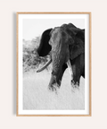 Close-up elephant wall art poster in monochrome with visible tusks