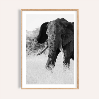 Close-up elephant wall art poster in monochrome with visible tusks