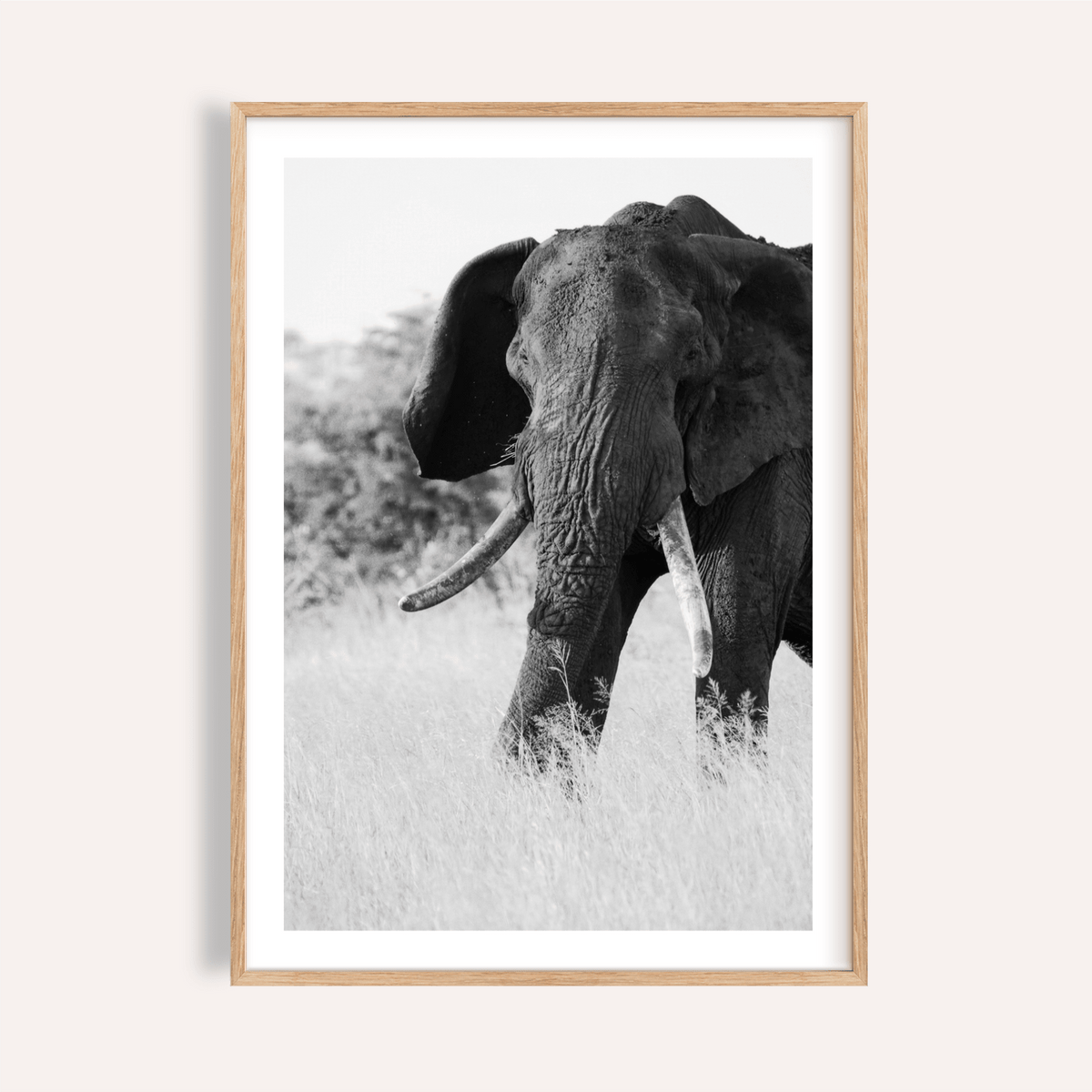 Close-up elephant wall art poster in monochrome with visible tusks