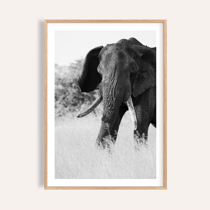 Close-up elephant wall art poster in monochrome with visible tusks