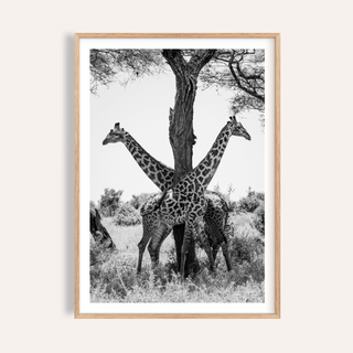Framed view of Giraffe Black and White Art Print showing two giraffes around a central tree