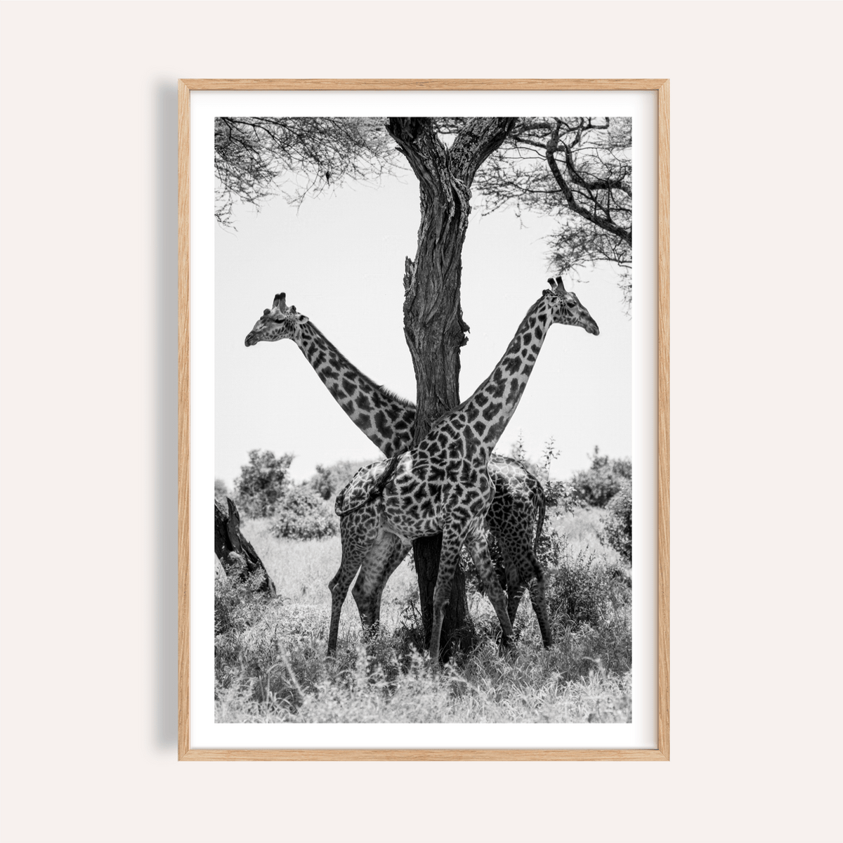 Framed view of Giraffe Black and White Art Print showing two giraffes around a central tree