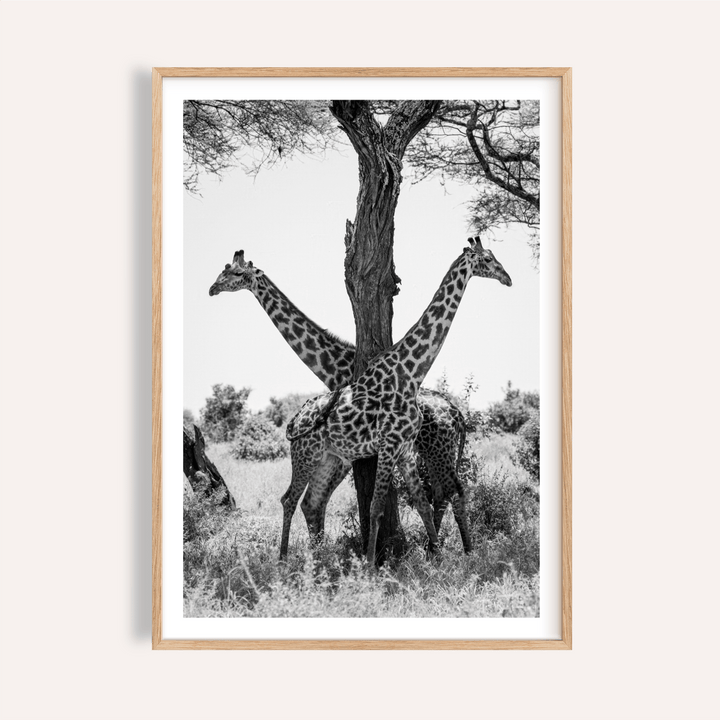 Framed view of Giraffe Black and White Art Print showing two giraffes around a central tree
