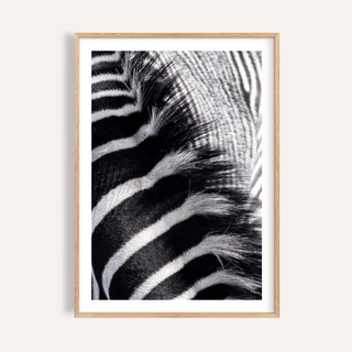 Close-up zebra stripe wall art print showing fur texture