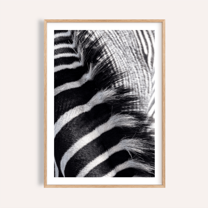 Close-up zebra stripe wall art print showing fur texture