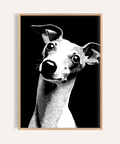 Dog Art Print black and white for living room wall art