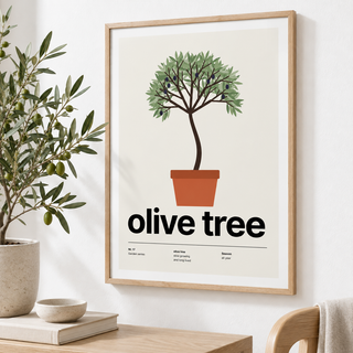 Close view of the olive tree in a terracotta pot showing the fine print detail