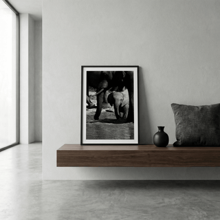 Monochrome nature wall art featuring adult elephant legs and tusk