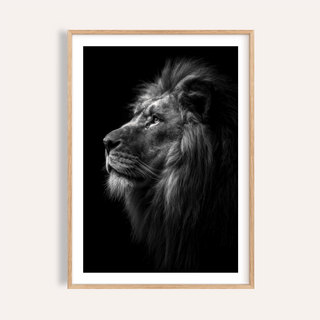 Profile lion poster in black and white with detailed mane