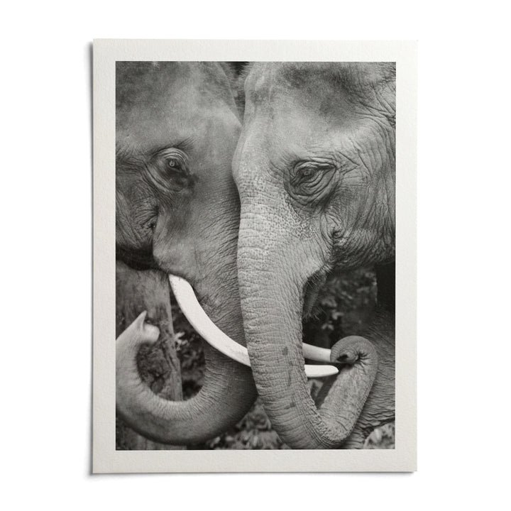 Animal Portrait Art, shown as an unframed paper print on a plain white background