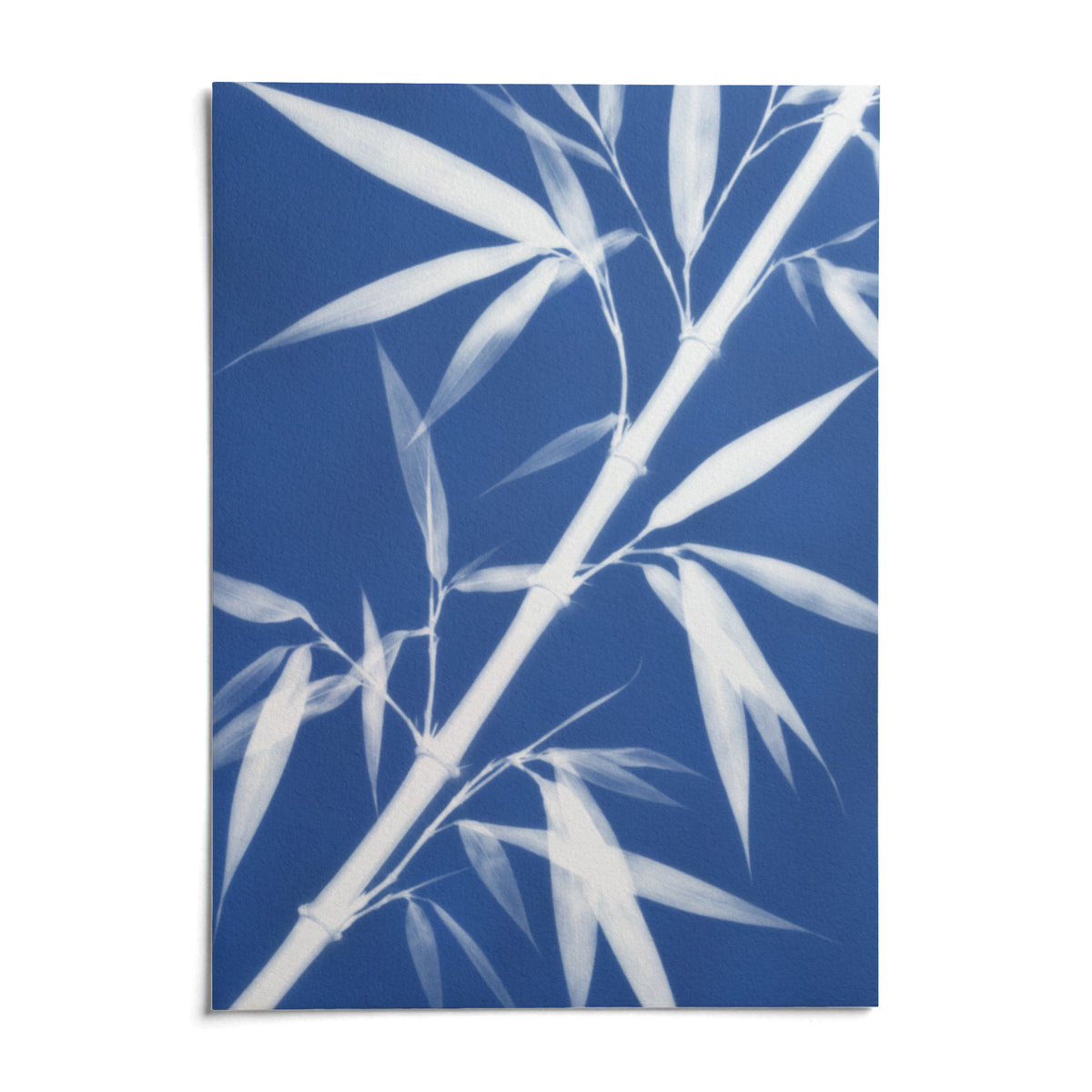 Bamboo Cyanotype Print, shown as an unframed paper print on a plain white background