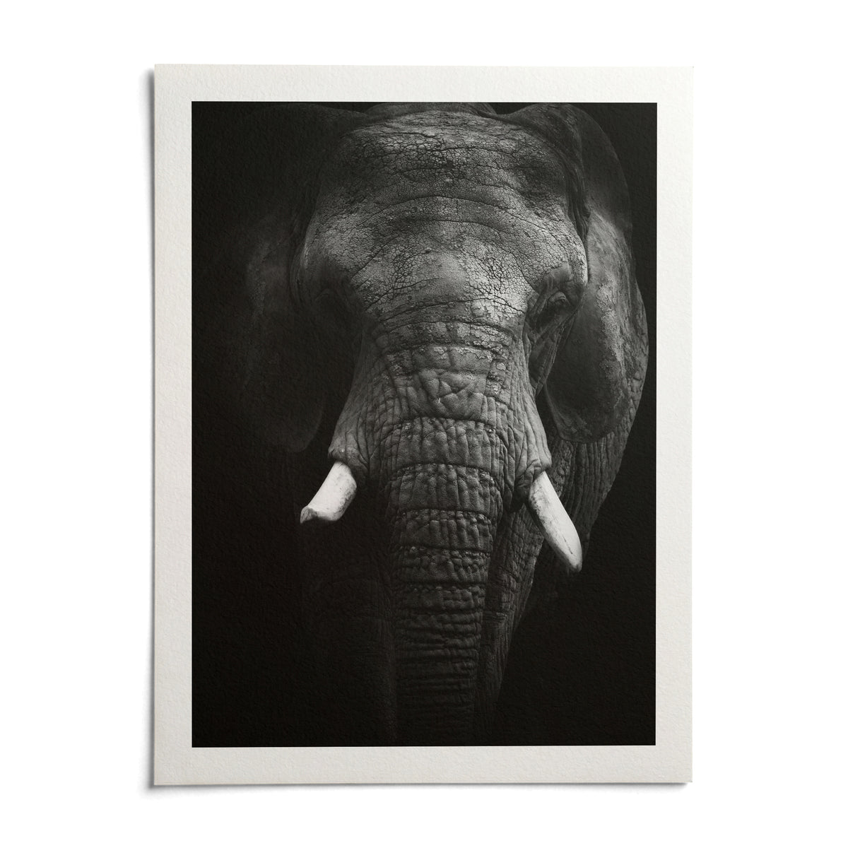 Elephant Print, shown as an unframed paper print on a plain white background