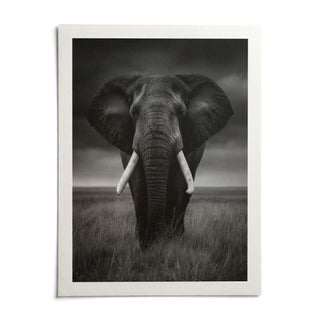 Black And White Elephant Print, shown as an unframed paper print on a plain white background