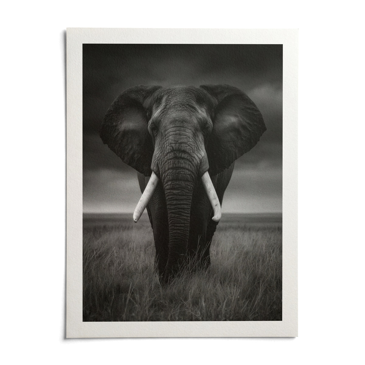 Black And White Elephant Print, shown as an unframed paper print on a plain white background