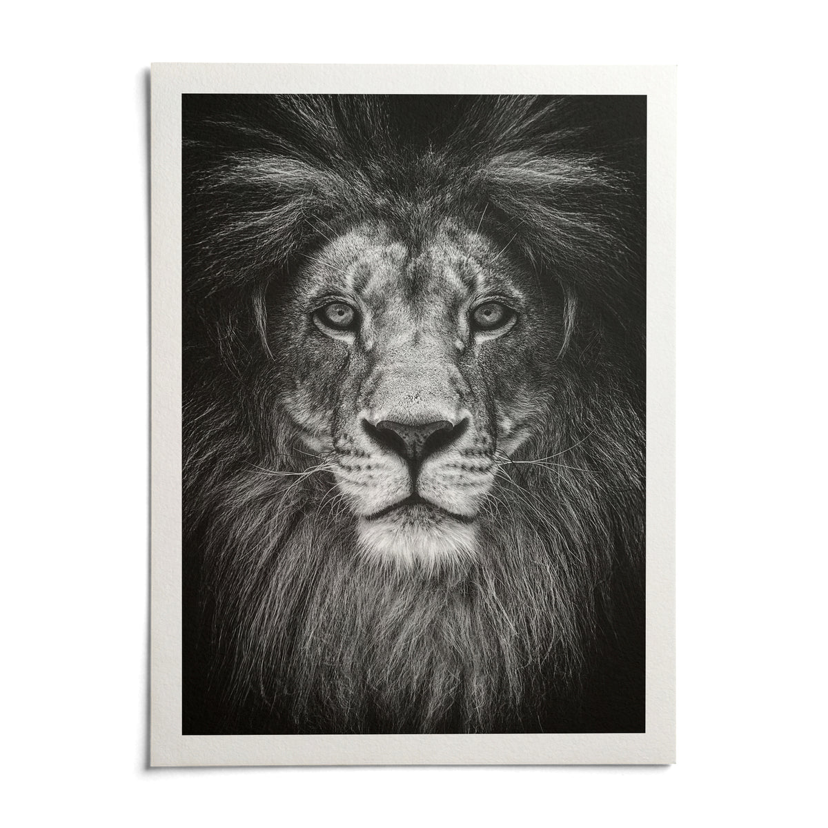 Black And White Lion Print, shown as an unframed paper print on a plain white background