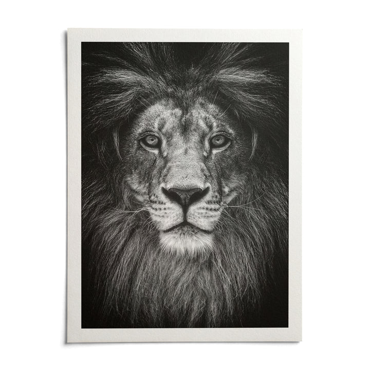 Black And White Lion Print, shown as an unframed paper print on a plain white background