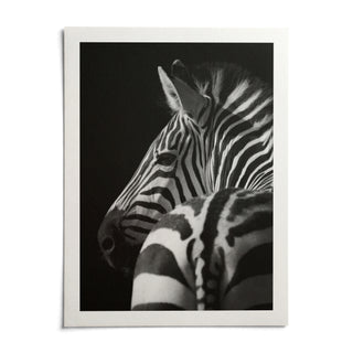 Black And White Zebra Print, shown as an unframed paper print on a plain white background