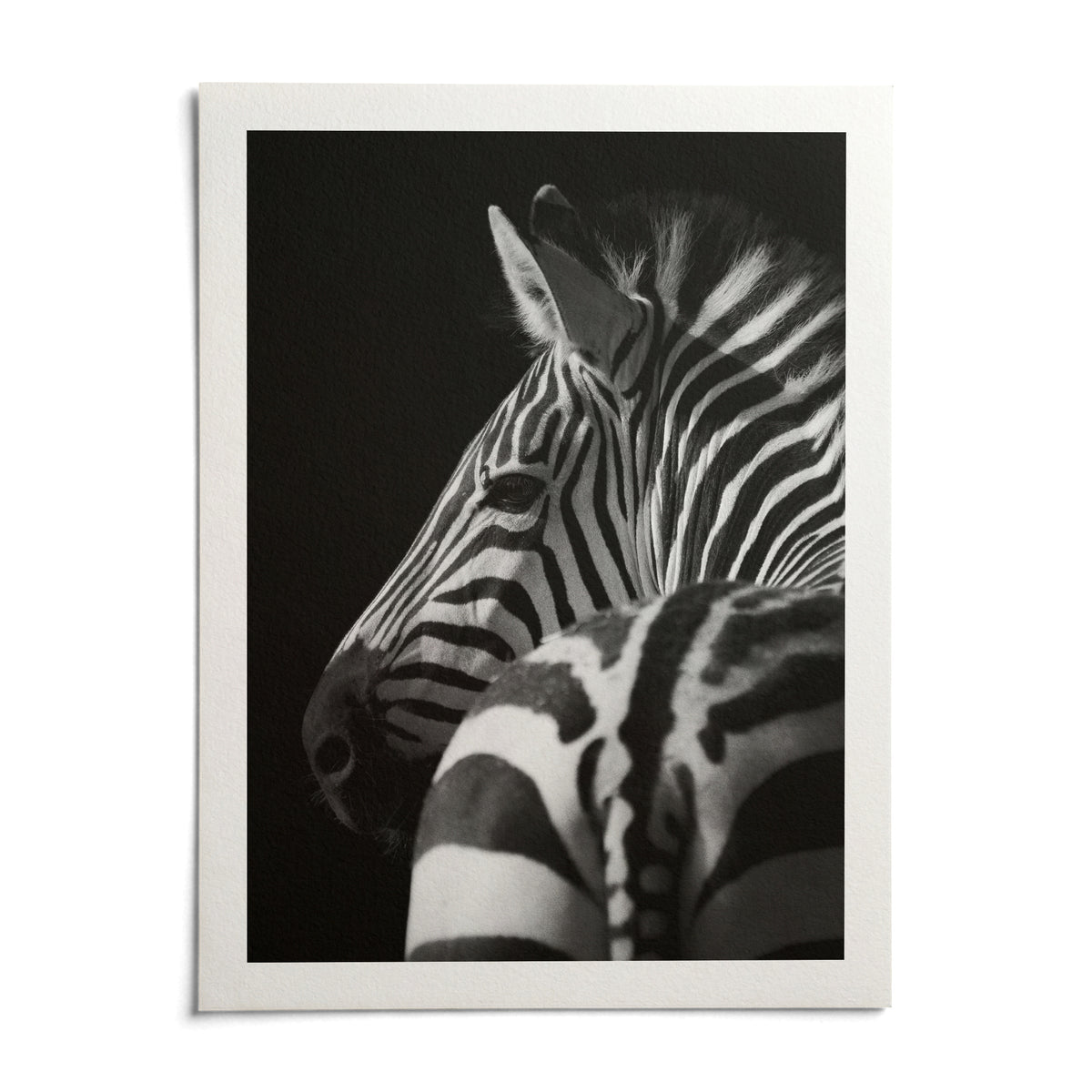 Black And White Zebra Print, shown as an unframed paper print on a plain white background