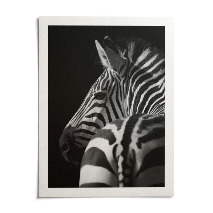 Black And White Zebra Print, shown as an unframed paper print on a plain white background