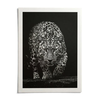 Black Leopard Wall Art, shown as an unframed paper print on a plain white background