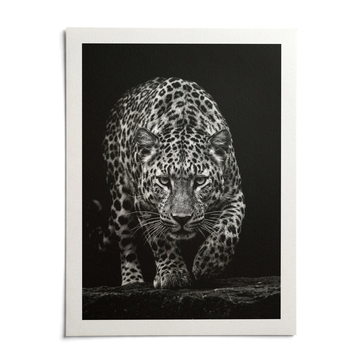 Black Leopard Wall Art, shown as an unframed paper print on a plain white background
