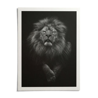 Black Lion Art Print, shown as an unframed paper print on a plain white background