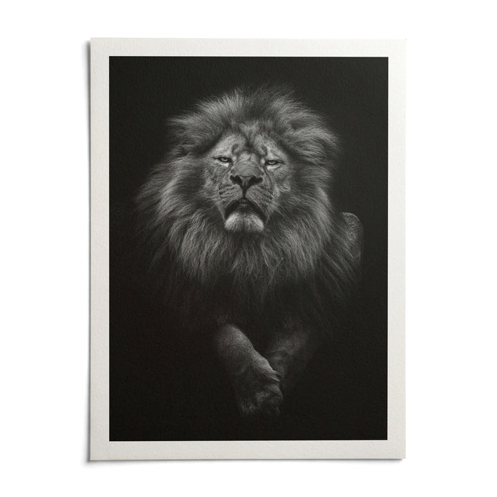 Black Lion Art Print, shown as an unframed paper print on a plain white background