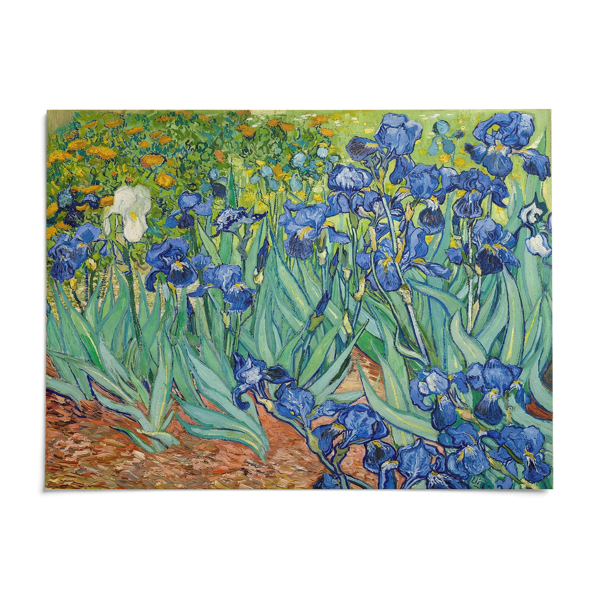 Blue Iris Wall Art, shown as an unframed paper print on a plain white background