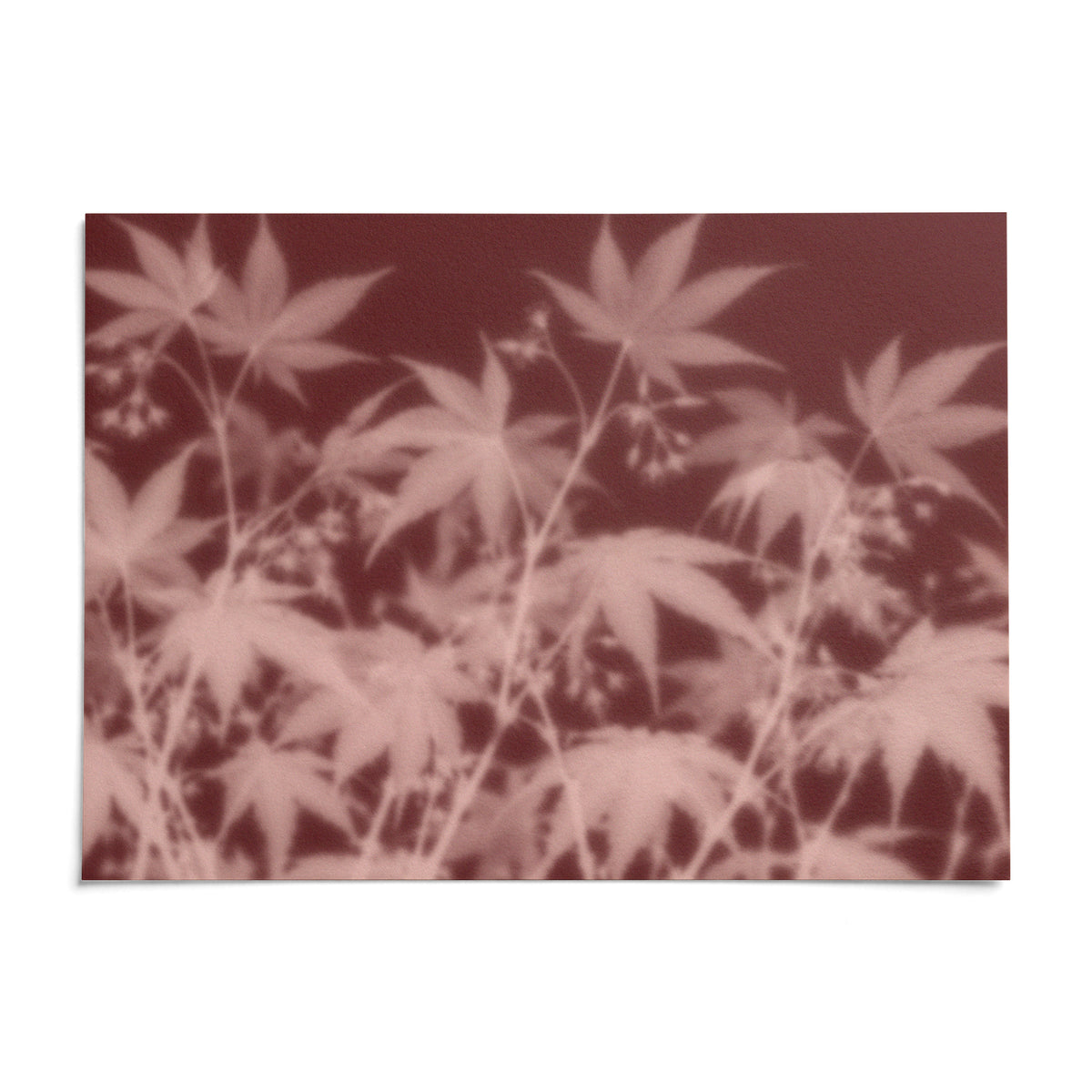 Blush Maple Print, shown as an unframed paper print on a plain white background