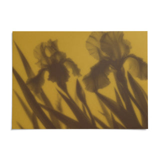 Brown Iris Print, shown as an unframed paper print on a plain white background