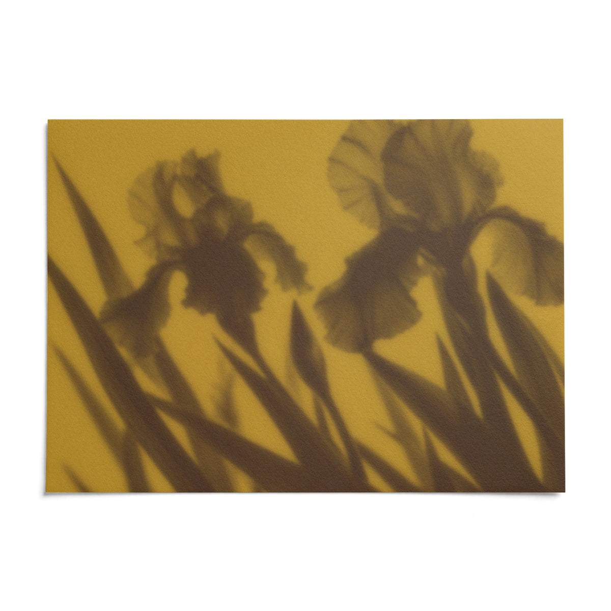 Brown Iris Print, shown as an unframed paper print on a plain white background