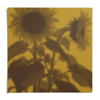 Brown Sunflower Print, shown as an unframed paper print on a plain white background