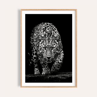 Front-facing leopard poster in black and white, walking toward the camera