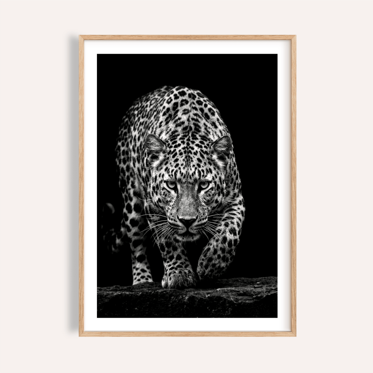 Front-facing leopard poster in black and white, walking toward the camera