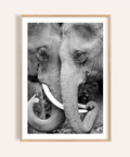 Monochrome elephant wall art print showing two faces and tusks close-up