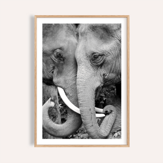 Monochrome elephant wall art print showing two faces and tusks close-up