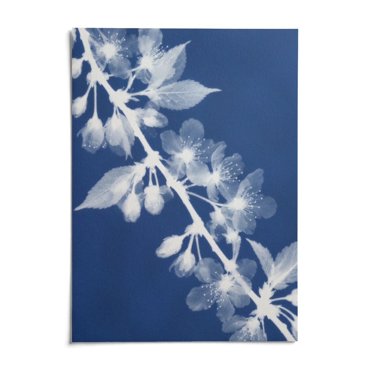 Cherry Blossom Cyanotype Print, shown as an unframed paper print on a plain white background