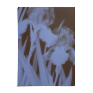 Chocolate Iris Print, shown as an unframed paper print on a plain white background