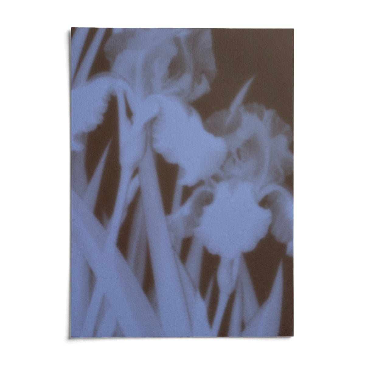 Chocolate Iris Print, shown as an unframed paper print on a plain white background