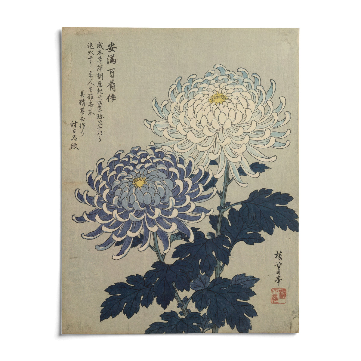 Chrysanthemum Art, shown as an unframed paper print on a plain white background