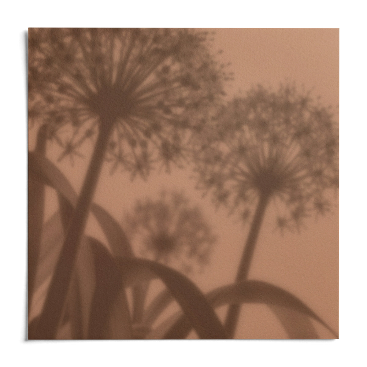 Cocoa Allium Print, shown as an unframed paper print on a plain white background