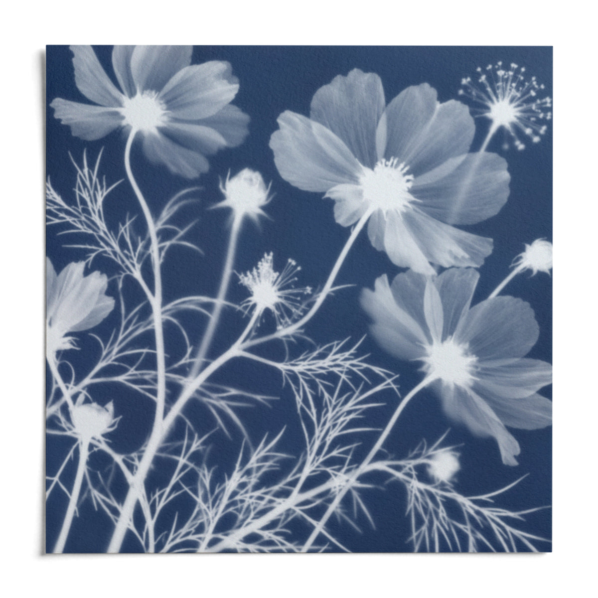 Cosmos Cyanotype Print, shown as an unframed paper print on a plain white background